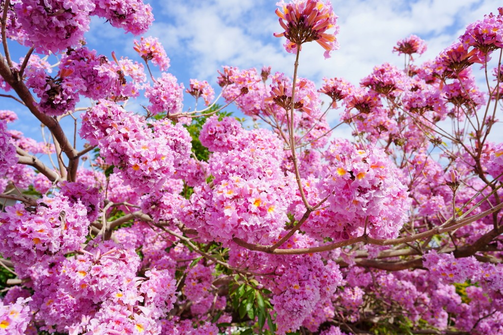 洋紅風鈴木,洋紅風鈴木景點,台中洋紅風鈴木,松竹路 洋紅風鈴木 洋紅風鈴木,洋紅風鈴木景點,台中洋紅風鈴木,松竹路 洋紅風鈴木