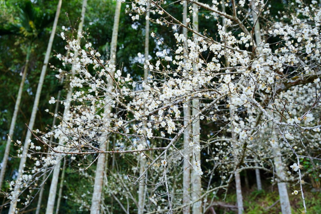 新社梅花森林,新社賞梅秘境,新社梅花森林花況,台中梅花景點,新社梅花森林, 新社梅花開了嗎, 新社梅花森林的評論, 新社梅花森林, 新社梅園, 梅花森林新社, 中部賞梅景點, 台中梅花森林, 新社梅花, 新社賞梅, 中部賞梅, 台中新社梅花森林, 台中賞梅, 新社梅花森林的圖片, 新社梅花森林花況, 新社梅花森林花況, 新社梅花隧道, 梅花森林, 梅花森林花況 新社梅花森林,新社賞梅秘境,新社梅花森林花況,台中梅花景點,新社梅花森林, 新社梅花開了嗎, 新社梅花森林的評論, 新社梅花森林, 新社梅園, 梅花森林新社, 中部賞梅景點, 台中梅花森林, 新社梅花, 新社賞梅, 中部賞梅, 台中新社梅花森林, 台中賞梅, 新社梅花森林的圖片, 新社梅花森林花況, 新社梅花森林花況, 新社梅花隧道, 梅花森林, 梅花森林花況