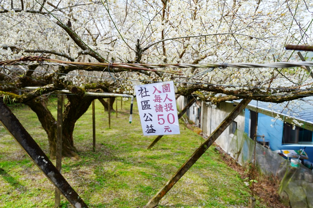 新社梅花森林,新社賞梅秘境,新社梅花森林花況,台中梅花景點,新社梅花森林, 新社梅花開了嗎, 新社梅花森林的評論, 新社梅花森林, 新社梅園, 梅花森林新社, 中部賞梅景點, 台中梅花森林, 新社梅花, 新社賞梅, 中部賞梅, 台中新社梅花森林, 台中賞梅, 新社梅花森林的圖片, 新社梅花森林花況, 新社梅花森林花況, 新社梅花隧道, 梅花森林, 梅花森林花況 新社梅花森林,新社賞梅秘境,新社梅花森林花況,台中梅花景點,新社梅花森林, 新社梅花開了嗎, 新社梅花森林的評論, 新社梅花森林, 新社梅園, 梅花森林新社, 中部賞梅景點, 台中梅花森林, 新社梅花, 新社賞梅, 中部賞梅, 台中新社梅花森林, 台中賞梅, 新社梅花森林的圖片, 新社梅花森林花況, 新社梅花森林花況, 新社梅花隧道, 梅花森林, 梅花森林花況