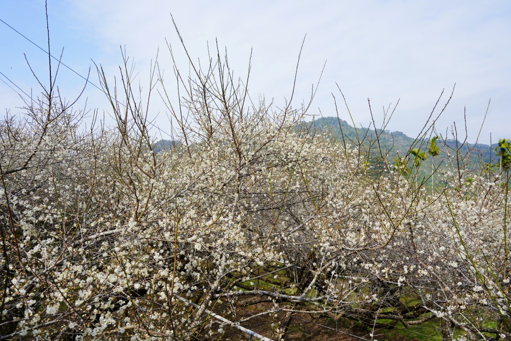新社梅花森林,新社賞梅秘境,新社梅花森林花況,台中梅花景點,新社梅花森林, 新社梅花開了嗎, 新社梅花森林的評論, 新社梅花森林, 新社梅園, 梅花森林新社, 中部賞梅景點, 台中梅花森林, 新社梅花, 新社賞梅, 中部賞梅, 台中新社梅花森林, 台中賞梅, 新社梅花森林的圖片, 新社梅花森林花況, 新社梅花森林花況, 新社梅花隧道, 梅花森林, 梅花森林花況 新社梅花森林,新社賞梅秘境,新社梅花森林花況,台中梅花景點,新社梅花森林, 新社梅花開了嗎, 新社梅花森林的評論, 新社梅花森林, 新社梅園, 梅花森林新社, 中部賞梅景點, 台中梅花森林, 新社梅花, 新社賞梅, 中部賞梅, 台中新社梅花森林, 台中賞梅, 新社梅花森林的圖片, 新社梅花森林花況, 新社梅花森林花況, 新社梅花隧道, 梅花森林, 梅花森林花況
