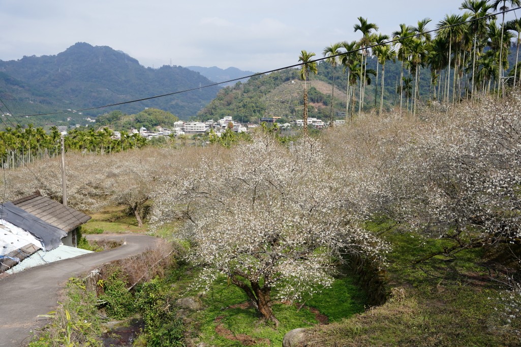 新社梅花森林,新社賞梅秘境,新社梅花森林花況,台中梅花景點,新社梅花森林, 新社梅花開了嗎, 新社梅花森林的評論, 新社梅花森林, 新社梅園, 梅花森林新社, 中部賞梅景點, 台中梅花森林, 新社梅花, 新社賞梅, 中部賞梅, 台中新社梅花森林, 台中賞梅, 新社梅花森林的圖片, 新社梅花森林花況, 新社梅花森林花況, 新社梅花隧道, 梅花森林, 梅花森林花況
