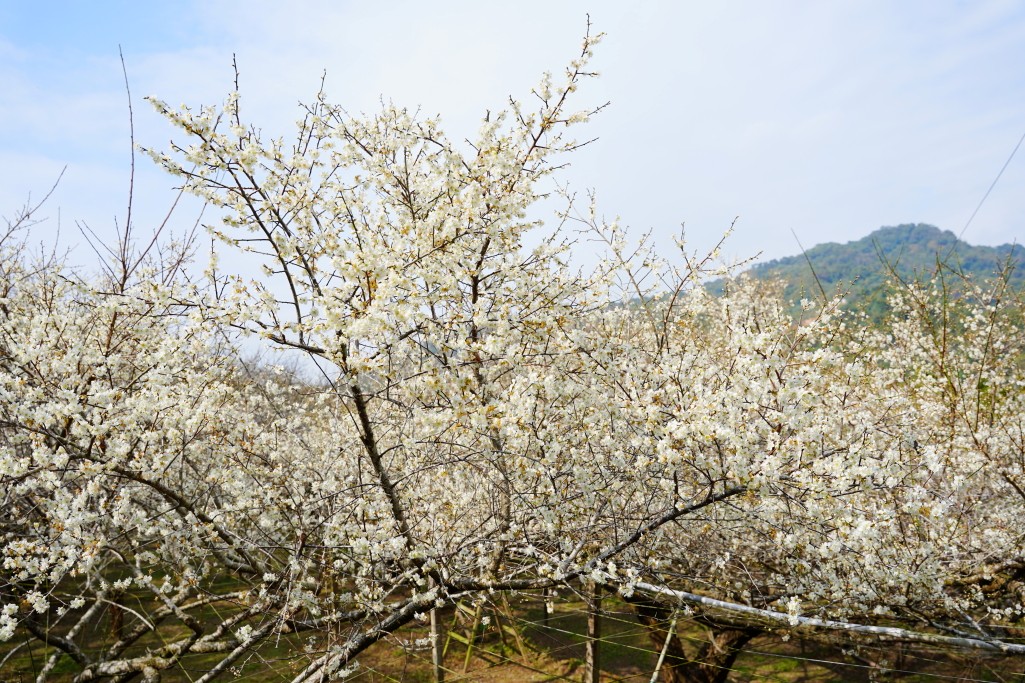 新社梅花森林,新社賞梅秘境,新社梅花森林花況,台中梅花景點,新社梅花森林, 新社梅花開了嗎, 新社梅花森林的評論, 新社梅花森林, 新社梅園, 梅花森林新社, 中部賞梅景點, 台中梅花森林, 新社梅花, 新社賞梅, 中部賞梅, 台中新社梅花森林, 台中賞梅, 新社梅花森林的圖片, 新社梅花森林花況, 新社梅花森林花況, 新社梅花隧道, 梅花森林, 梅花森林花況