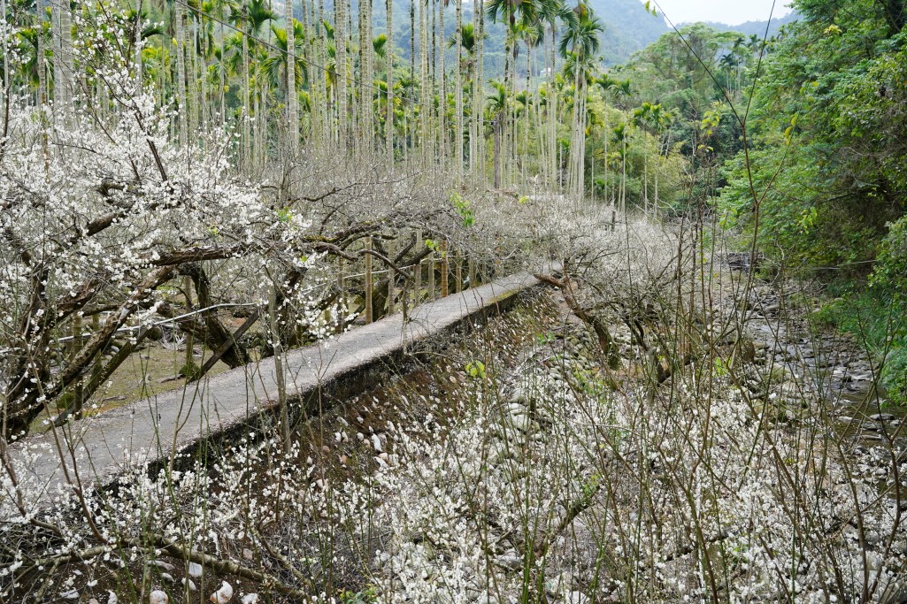 鮭魚葡萄,新社梅花隧道,新社賞梅秘境,新社梅花隧道花況,台中梅花景點,新社梅花森林, 新社梅花森林, 新社梅花森林的評論, 新社梅花隧道的評論, 新社梅花隧道的圖片, 新社梅花隧道, 台中新社梅花森林, 新社梅花森林的圖片, 新社梅花, 新社梅花開了嗎, 新社賞梅, 梅花森林, 梅花隧道, 梅花隧道梅花森林 鮭魚葡萄,新社梅花隧道,新社賞梅秘境,新社梅花隧道花況,台中梅花景點,新社梅花森林, 新社梅花森林, 新社梅花森林的評論, 新社梅花隧道的評論, 新社梅花隧道的圖片, 新社梅花隧道, 台中新社梅花森林, 新社梅花森林的圖片, 新社梅花, 新社梅花開了嗎, 新社賞梅, 梅花森林, 梅花隧道, 梅花隧道梅花森林
