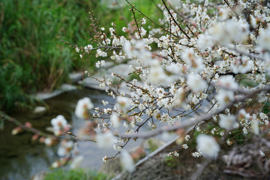 鮭魚葡萄,新社梅花隧道,新社賞梅秘境,新社梅花隧道花況,台中梅花景點,新社梅花森林, 新社梅花森林, 新社梅花森林的評論, 新社梅花隧道的評論, 新社梅花隧道的圖片, 新社梅花隧道, 台中新社梅花森林, 新社梅花森林的圖片, 新社梅花, 新社梅花開了嗎, 新社賞梅, 梅花森林, 梅花隧道, 梅花隧道梅花森林 鮭魚葡萄,新社梅花隧道,新社賞梅秘境,新社梅花隧道花況,台中梅花景點,新社梅花森林, 新社梅花森林, 新社梅花森林的評論, 新社梅花隧道的評論, 新社梅花隧道的圖片, 新社梅花隧道, 台中新社梅花森林, 新社梅花森林的圖片, 新社梅花, 新社梅花開了嗎, 新社賞梅, 梅花森林, 梅花隧道, 梅花隧道梅花森林