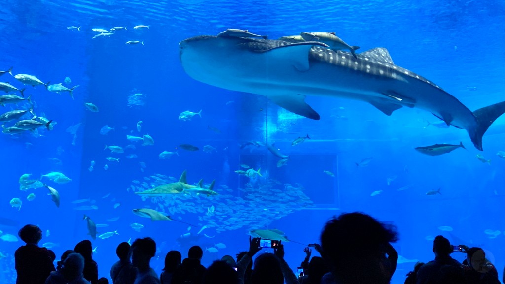 沖繩水族館,沖繩美麗海水族館,kkday沖繩美麗海水族館,雄獅沖繩美麗海水族館,沖繩美麗海水族館門票,沖繩美麗海水族館票價,沖繩推薦行程,沖繩必訪景點