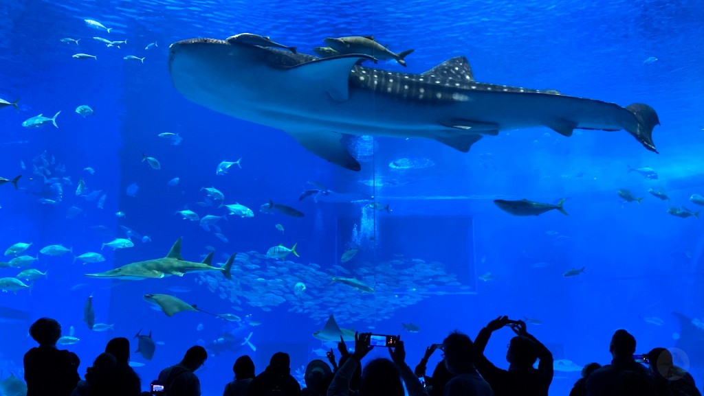 沖繩水族館,沖繩美麗海水族館,kkday沖繩美麗海水族館,雄獅沖繩美麗海水族館,沖繩美麗海水族館門票,沖繩美麗海水族館票價,沖繩推薦行程,沖繩必訪景點