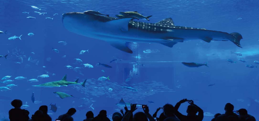 美麗海水族館
