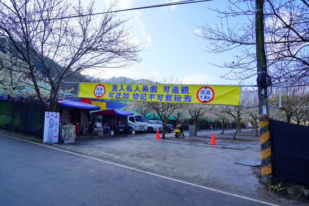 2025草坪頭櫻花季,草坪頭櫻花季,草坪頭櫻花 評價,草坪頭 交通方式,草坪頭,冠鈺園茶園,白色田園,明生李白花步道,望高茶園,2025草坪頭,南投賞櫻