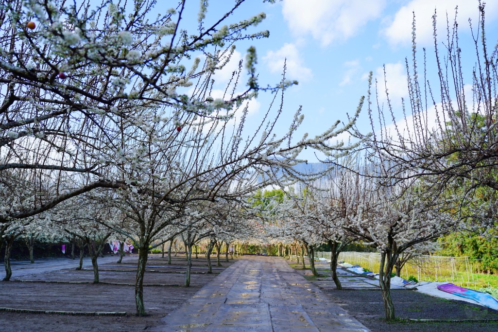 草坪頭櫻花季,草坪頭白色田園,草坪頭停車場,白色田園 草坪頭櫻花季,草坪頭白色田園,草坪頭停車場,白色田園
