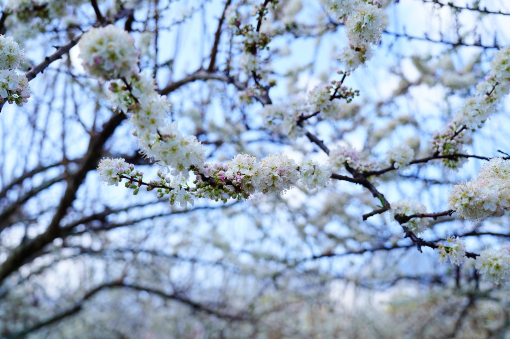 草坪頭櫻花季,草坪頭白色田園,草坪頭停車場,白色田園 草坪頭櫻花季,草坪頭白色田園,草坪頭停車場,白色田園