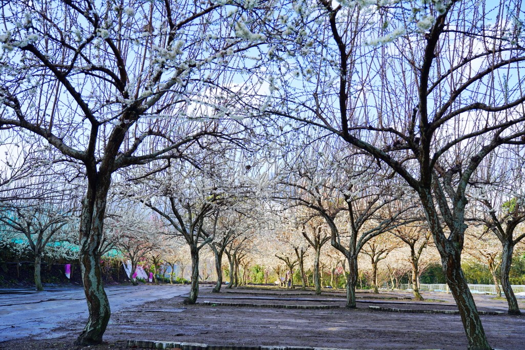 草坪頭櫻花季,草坪頭白色田園,草坪頭停車場,白色田園 草坪頭櫻花季,草坪頭白色田園,草坪頭停車場,白色田園