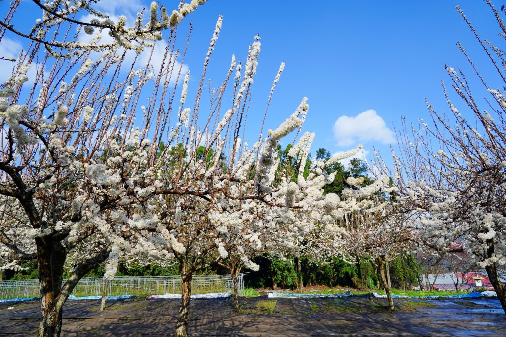 草坪頭櫻花季,草坪頭白色田園,草坪頭停車場,白色田園