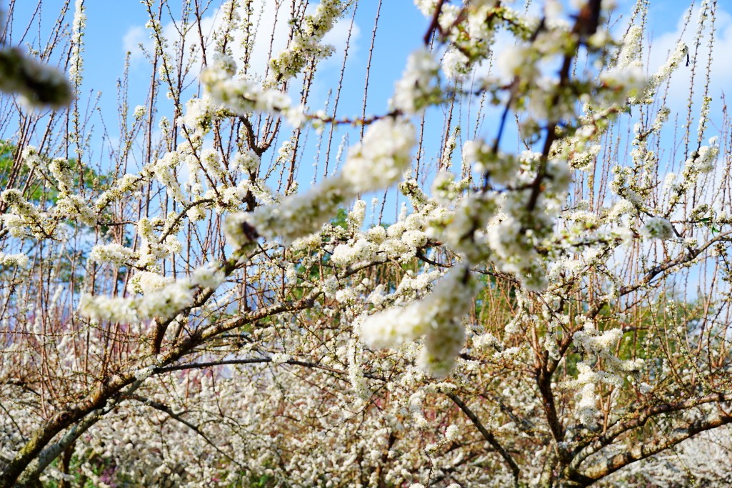 草坪頭櫻花季,草坪頭白色田園,草坪頭停車場,白色田園 草坪頭櫻花季,草坪頭白色田園,草坪頭停車場,白色田園