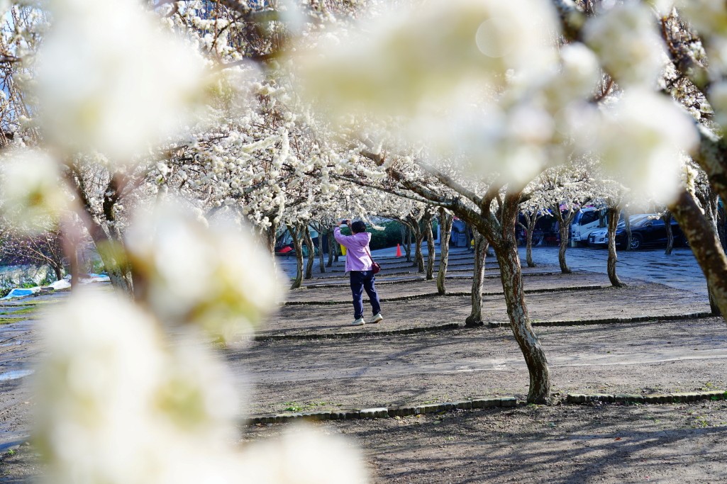 草坪頭櫻花季,草坪頭白色田園,草坪頭停車場,白色田園 草坪頭櫻花季,草坪頭白色田園,草坪頭停車場,白色田園