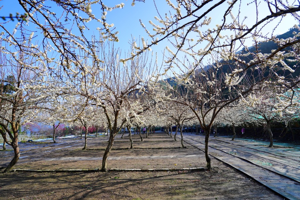 2025草坪頭櫻花季,草坪頭櫻花季,草坪頭櫻花 評價,草坪頭 交通方式,草坪頭,冠鈺園茶園,白色田園,明生李白花步道,望高茶園,2025草坪頭,南投賞櫻