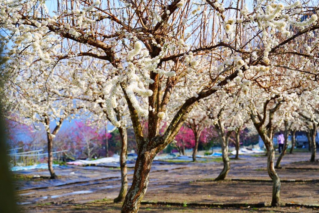 草坪頭櫻花季,草坪頭白色田園,草坪頭停車場,白色田園 草坪頭櫻花季,草坪頭白色田園,草坪頭停車場,白色田園
