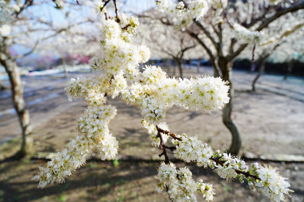 草坪頭櫻花季,草坪頭白色田園,草坪頭停車場,白色田園 草坪頭櫻花季,草坪頭白色田園,草坪頭停車場,白色田園