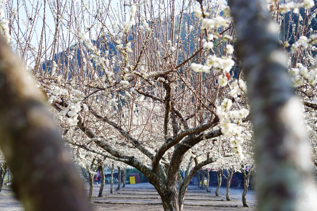 草坪頭櫻花季,草坪頭白色田園,草坪頭停車場,白色田園 草坪頭櫻花季,草坪頭白色田園,草坪頭停車場,白色田園