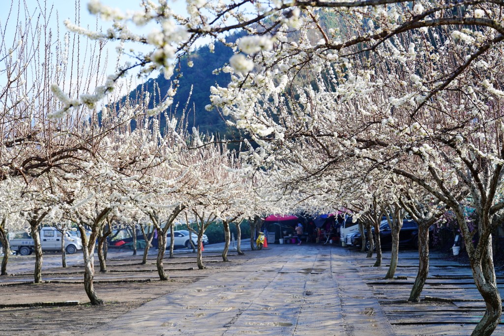 2025草坪頭櫻花季,草坪頭櫻花季,草坪頭櫻花 評價,草坪頭 交通方式,草坪頭,冠鈺園茶園,白色田園,明生李白花步道,望高茶園,2025草坪頭,南投賞櫻