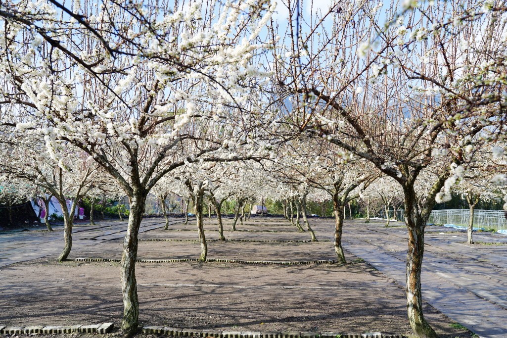 草坪頭櫻花季,草坪頭白色田園,草坪頭停車場,白色田園 草坪頭櫻花季,草坪頭白色田園,草坪頭停車場,白色田園