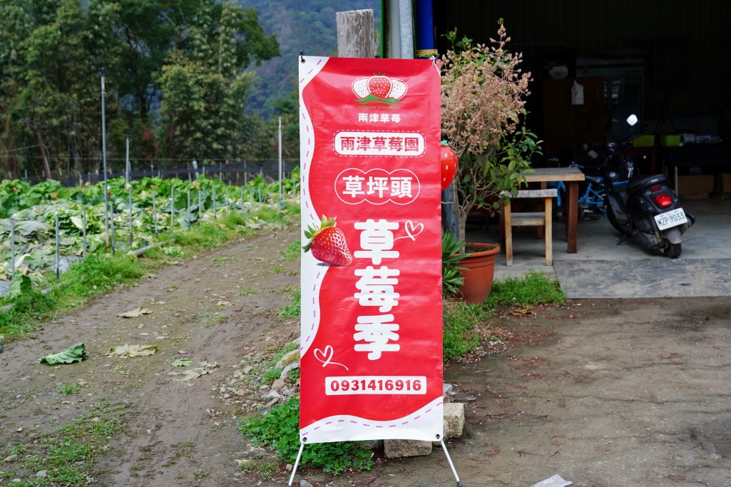 草坪頭櫻花季,兩津草莓園,草坪頭-兩津草莓園,草坪頭草莓,草坪頭摘草莓,草坪頭採草莓,草莓冰淇淋 草坪頭櫻花季,兩津草莓園,草坪頭-兩津草莓園,草坪頭草莓,草坪頭摘草莓,草坪頭採草莓,草莓冰淇淋