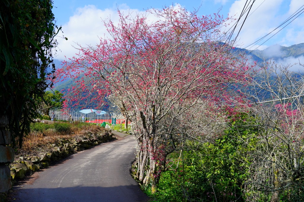 草坪頭櫻花季,草坪頭明生李白花步道,明生李白花步道,草坪頭 李花 草坪頭櫻花季,草坪頭明生李白花步道,明生李白花步道,草坪頭 李花