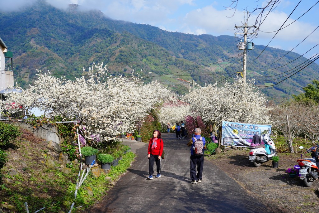 草坪頭櫻花季,草坪頭明生李白花步道,明生李白花步道,草坪頭 李花 草坪頭櫻花季,草坪頭明生李白花步道,明生李白花步道,草坪頭 李花