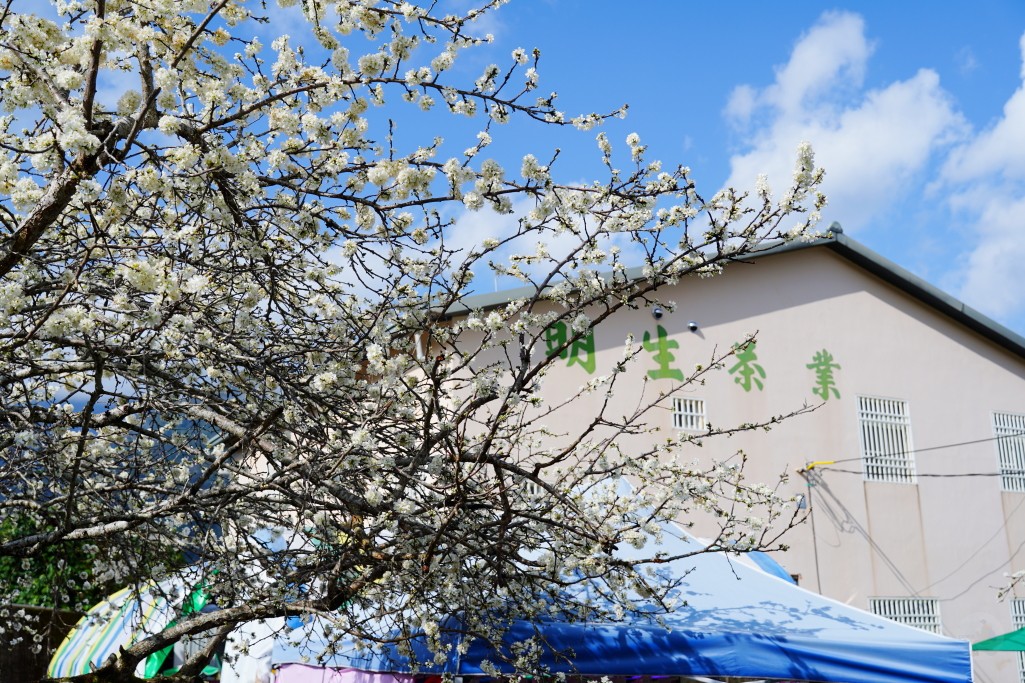草坪頭櫻花季,草坪頭明生李白花步道,明生李白花步道,草坪頭 李花 草坪頭櫻花季,草坪頭明生李白花步道,明生李白花步道,草坪頭 李花