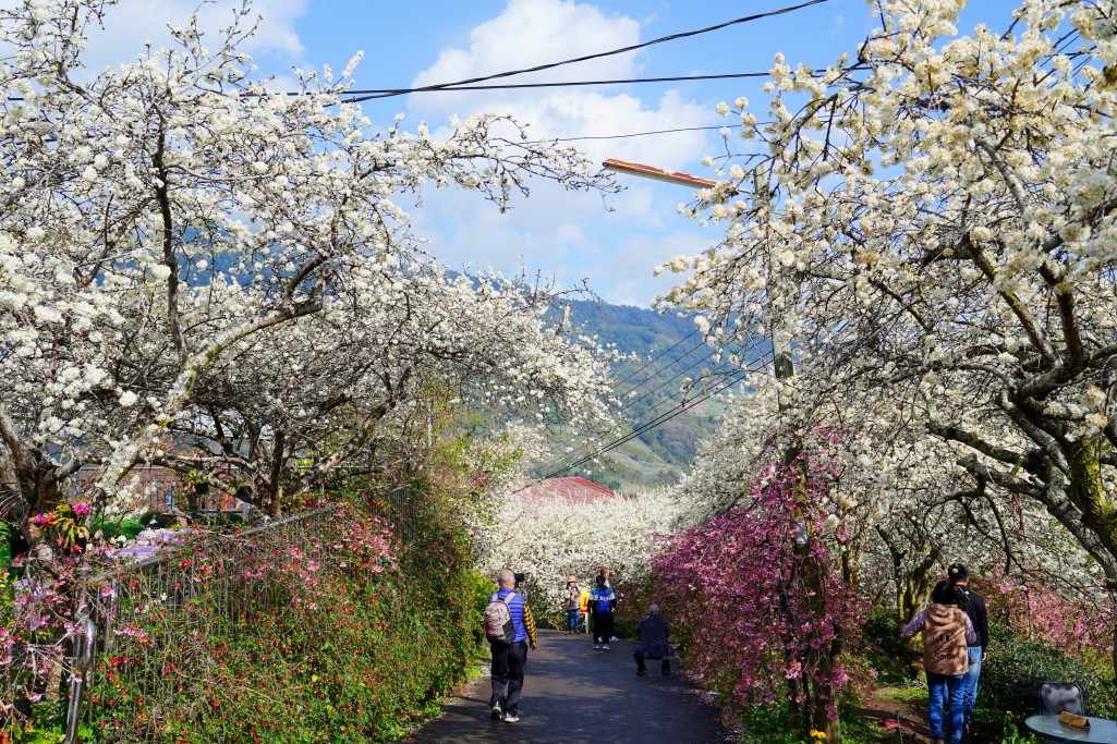 草坪頭櫻花季,草坪頭明生李白花步道,明生李白花步道,草坪頭 李花 草坪頭櫻花季,草坪頭明生李白花步道,明生李白花步道,草坪頭 李花