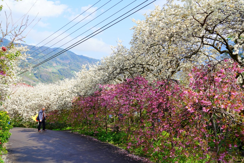 草坪頭櫻花季,草坪頭明生李白花步道,明生李白花步道,草坪頭 李花 草坪頭櫻花季,草坪頭明生李白花步道,明生李白花步道,草坪頭 李花