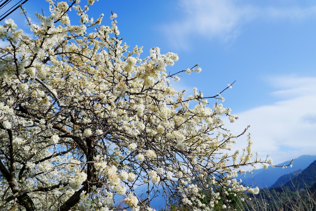 草坪頭櫻花季,草坪頭明生李白花步道,明生李白花步道,草坪頭 李花