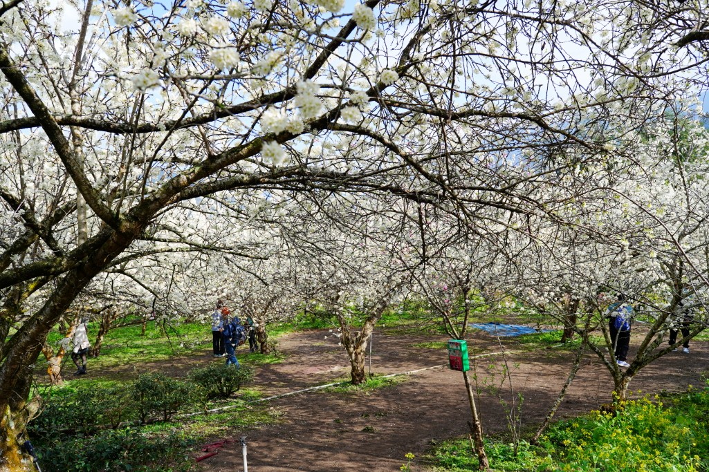 草坪頭櫻花季,草坪頭明生李白花步道,明生李白花步道,草坪頭 李花 草坪頭櫻花季,草坪頭明生李白花步道,明生李白花步道,草坪頭 李花