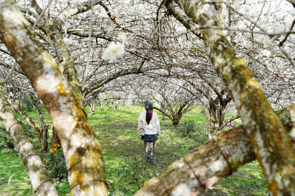 草坪頭櫻花季,草坪頭明生李白花步道,明生李白花步道,草坪頭 李花 草坪頭櫻花季,草坪頭明生李白花步道,明生李白花步道,草坪頭 李花