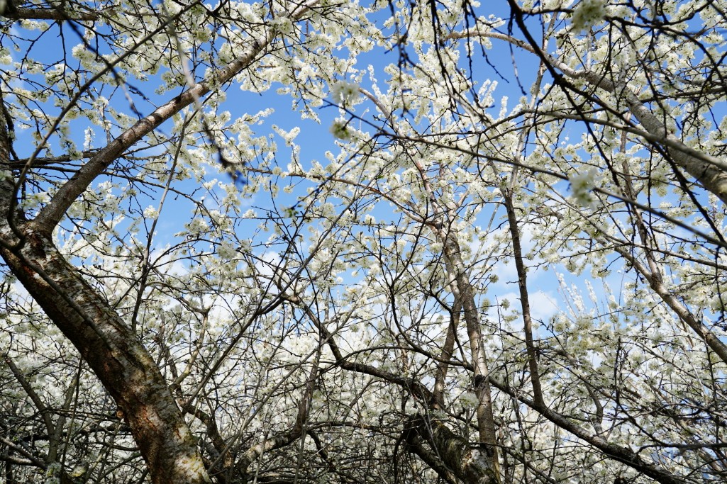 草坪頭櫻花季,草坪頭明生李白花步道,明生李白花步道,草坪頭 李花 草坪頭櫻花季,草坪頭明生李白花步道,明生李白花步道,草坪頭 李花