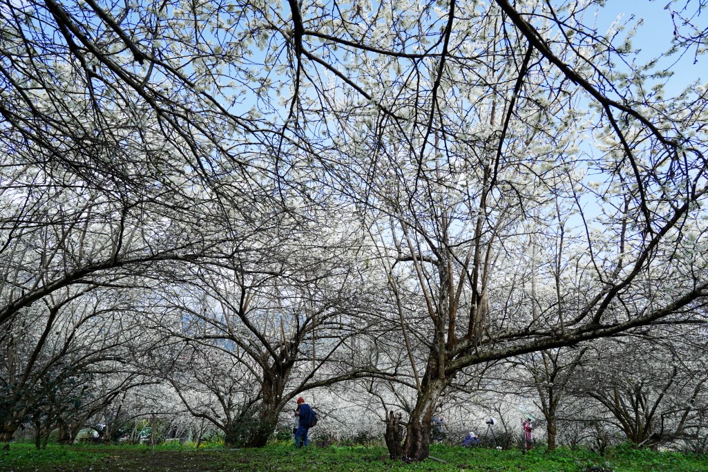 草坪頭櫻花季,草坪頭明生李白花步道,明生李白花步道,草坪頭 李花 草坪頭櫻花季,草坪頭明生李白花步道,明生李白花步道,草坪頭 李花
