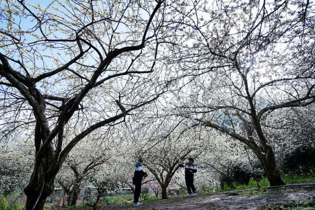 草坪頭櫻花季,草坪頭明生李白花步道,明生李白花步道,草坪頭 李花 草坪頭櫻花季,草坪頭明生李白花步道,明生李白花步道,草坪頭 李花
