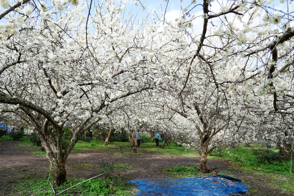 草坪頭櫻花季,草坪頭明生李白花步道,明生李白花步道,草坪頭 李花 草坪頭櫻花季,草坪頭明生李白花步道,明生李白花步道,草坪頭 李花