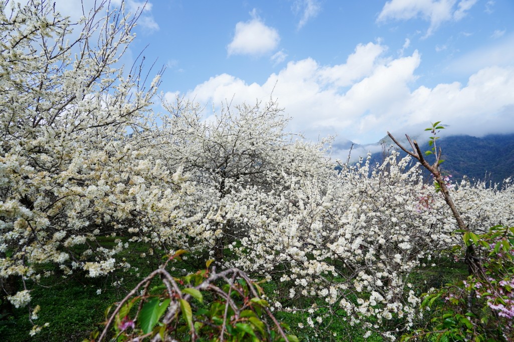 草坪頭櫻花季,草坪頭明生李白花步道,明生李白花步道,草坪頭 李花 草坪頭櫻花季,草坪頭明生李白花步道,明生李白花步道,草坪頭 李花