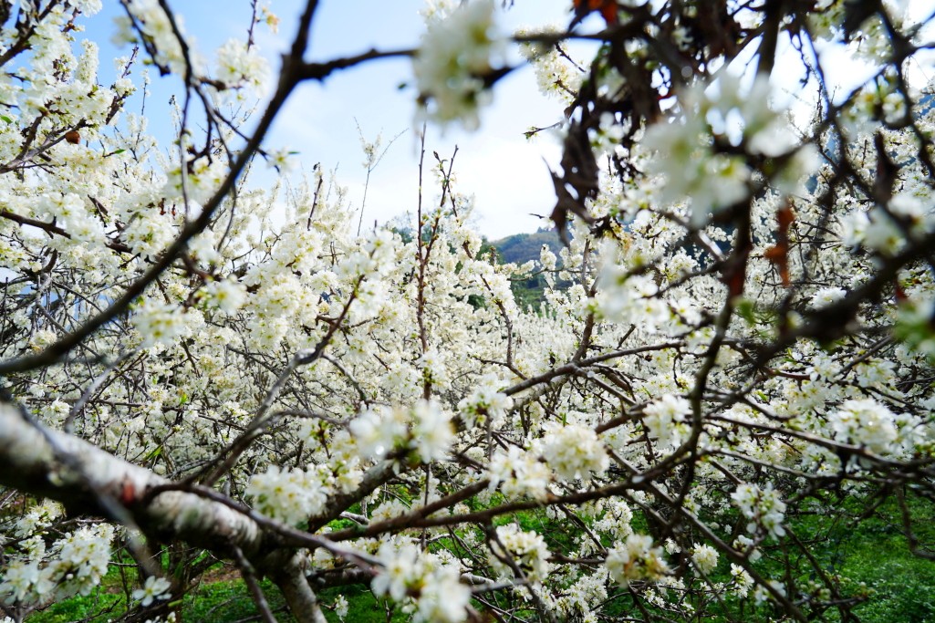 草坪頭櫻花季,草坪頭明生李白花步道,明生李白花步道,草坪頭 李花 草坪頭櫻花季,草坪頭明生李白花步道,明生李白花步道,草坪頭 李花