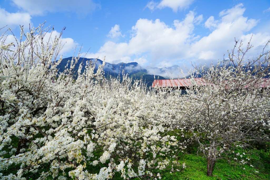 草坪頭櫻花季,草坪頭明生李白花步道,明生李白花步道,草坪頭 李花 草坪頭櫻花季,草坪頭明生李白花步道,明生李白花步道,草坪頭 李花