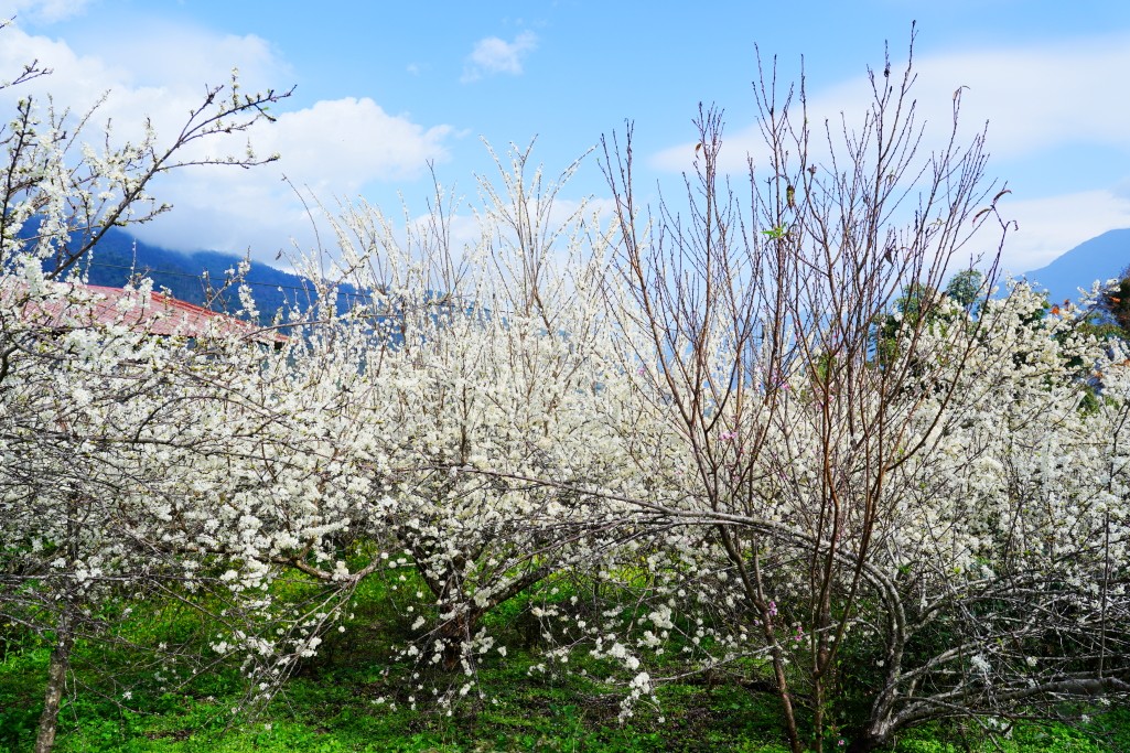 草坪頭櫻花季,草坪頭明生李白花步道,明生李白花步道,草坪頭 李花 草坪頭櫻花季,草坪頭明生李白花步道,明生李白花步道,草坪頭 李花