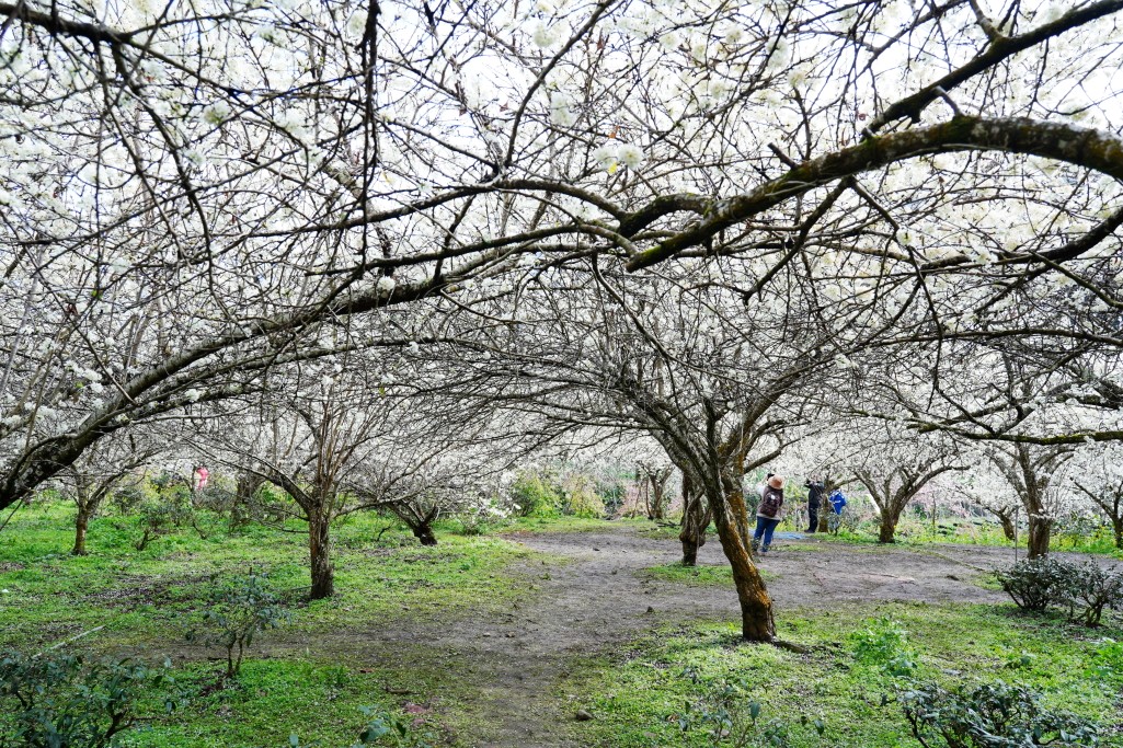 草坪頭櫻花季,草坪頭明生李白花步道,明生李白花步道,草坪頭 李花