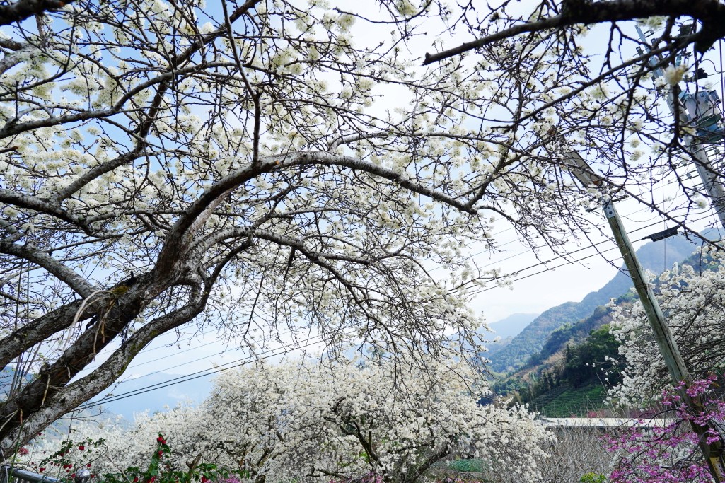 草坪頭櫻花季,草坪頭明生李白花步道,明生李白花步道,草坪頭 李花 草坪頭櫻花季,草坪頭明生李白花步道,明生李白花步道,草坪頭 李花