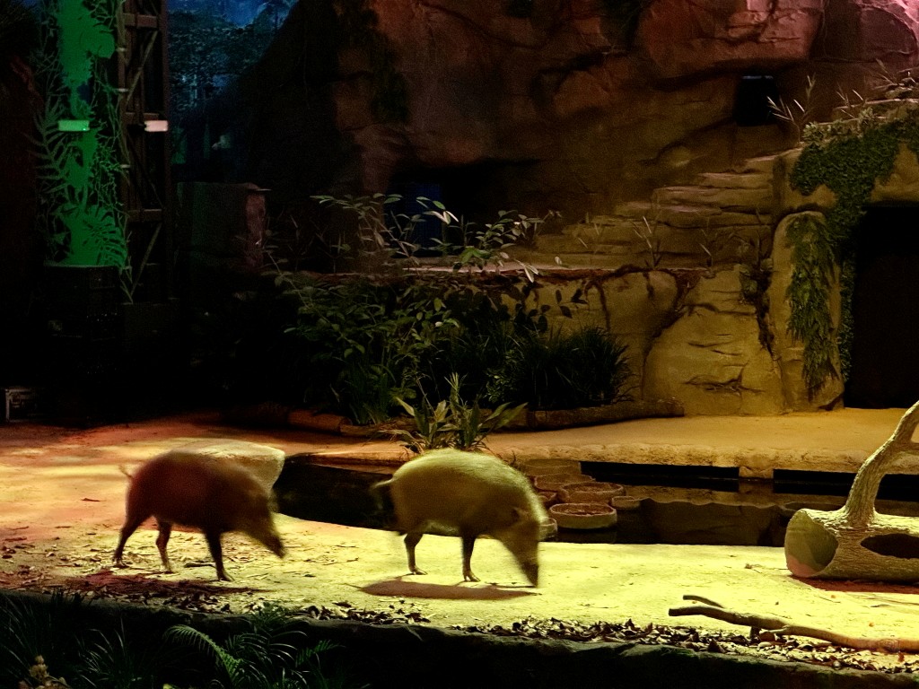新加坡夜間野生動物園門票,新加坡夜間動物園,新加坡夜間動物園dcard,新加坡夜間動物園ptt,新加坡夜間動物園交通,新加坡夜間動物園攻略,新加坡夜間動物園預約,新加坡夜間動物園開放時間,新加坡夜間動物園地圖,新加坡夜間動物園接駁車 新加坡夜間野生動物園門票,新加坡夜間動物園,新加坡夜間動物園dcard,新加坡夜間動物園ptt,新加坡夜間動物園交通,新加坡夜間動物園攻略,新加坡夜間動物園預約,新加坡夜間動物園開放時間,新加坡夜間動物園地圖,新加坡夜間動物園接駁車