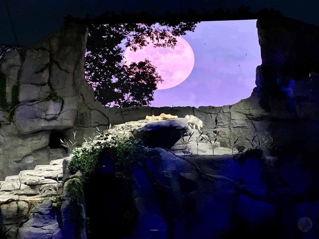 新加坡夜間野生動物園門票,新加坡夜間動物園,新加坡夜間動物園dcard,新加坡夜間動物園ptt,新加坡夜間動物園交通,新加坡夜間動物園攻略,新加坡夜間動物園預約,新加坡夜間動物園開放時間,新加坡夜間動物園地圖,新加坡夜間動物園接駁車 新加坡夜間野生動物園門票,新加坡夜間動物園,新加坡夜間動物園dcard,新加坡夜間動物園ptt,新加坡夜間動物園交通,新加坡夜間動物園攻略,新加坡夜間動物園預約,新加坡夜間動物園開放時間,新加坡夜間動物園地圖,新加坡夜間動物園接駁車