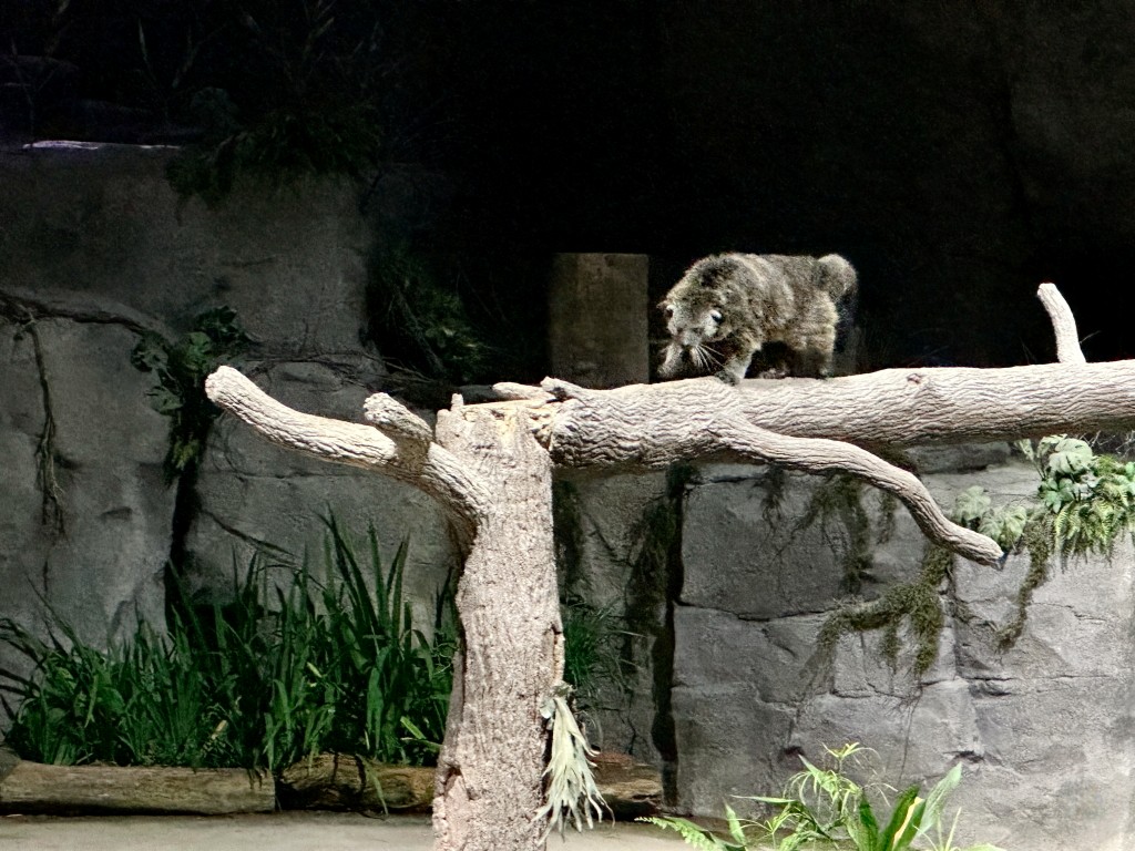 新加坡夜間野生動物園門票,新加坡夜間動物園,新加坡夜間動物園dcard,新加坡夜間動物園ptt,新加坡夜間動物園交通,新加坡夜間動物園攻略,新加坡夜間動物園預約,新加坡夜間動物園開放時間,新加坡夜間動物園地圖,新加坡夜間動物園接駁車 新加坡夜間野生動物園門票,新加坡夜間動物園,新加坡夜間動物園dcard,新加坡夜間動物園ptt,新加坡夜間動物園交通,新加坡夜間動物園攻略,新加坡夜間動物園預約,新加坡夜間動物園開放時間,新加坡夜間動物園地圖,新加坡夜間動物園接駁車