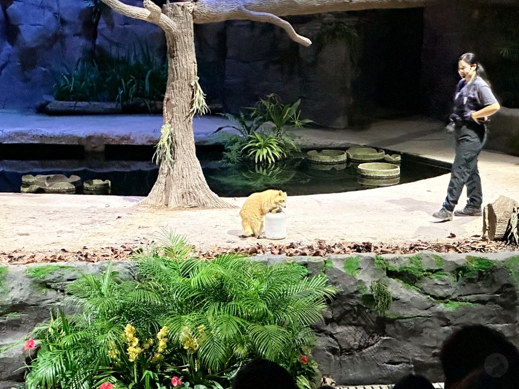 新加坡夜間野生動物園門票,新加坡夜間動物園,新加坡夜間動物園dcard,新加坡夜間動物園ptt,新加坡夜間動物園交通,新加坡夜間動物園攻略,新加坡夜間動物園預約,新加坡夜間動物園開放時間,新加坡夜間動物園地圖,新加坡夜間動物園接駁車 新加坡夜間野生動物園門票,新加坡夜間動物園,新加坡夜間動物園dcard,新加坡夜間動物園ptt,新加坡夜間動物園交通,新加坡夜間動物園攻略,新加坡夜間動物園預約,新加坡夜間動物園開放時間,新加坡夜間動物園地圖,新加坡夜間動物園接駁車