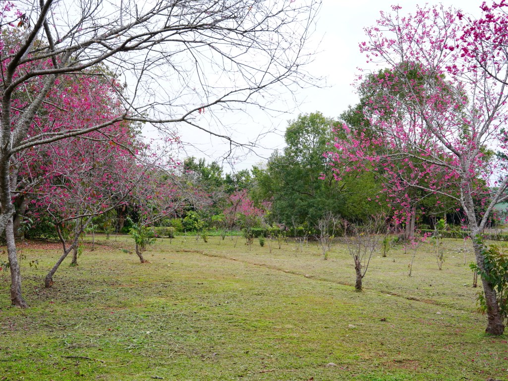 鳥銃頭櫻花公園,新社櫻花,新社櫻花,台中新社櫻花,新社賞櫻,2025新社櫻花,台中新社櫻花,新社賞櫻景點,台中賞櫻景點,協興街櫻花林,新社二苗圃櫻花,興社街軍營外櫻花,大復街櫻花林,新社大南坡櫻花,新社月湖莊園,小櫻花公園,還有新社櫻花新秘境,鳥銃頭櫻花公園,北天直轄院,新社櫻花林餐廳,新社景點,台中櫻花,新社櫻花林餐廳,台中櫻花季2024,新社景點,櫻花鳥森林,台中賞花2024,台中 賞花3月,新社櫻花季,台中景點,台中櫻花,櫻花秘境,新社櫻花 鳥銃頭櫻花公園,新社櫻花,新社櫻花,台中新社櫻花,新社賞櫻,2025新社櫻花,台中新社櫻花,新社賞櫻景點,台中賞櫻景點,協興街櫻花林,新社二苗圃櫻花,興社街軍營外櫻花,大復街櫻花林,新社大南坡櫻花,新社月湖莊園,小櫻花公園,還有新社櫻花新秘境,鳥銃頭櫻花公園,北天直轄院,新社櫻花林餐廳,新社景點,台中櫻花,新社櫻花林餐廳,台中櫻花季2024,新社景點,櫻花鳥森林,台中賞花2024,台中 賞花3月,新社櫻花季,台中景點,台中櫻花,櫻花秘境,新社櫻花