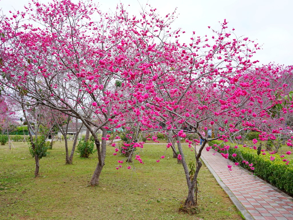 鳥銃頭櫻花公園,新社櫻花,新社櫻花,台中新社櫻花,新社賞櫻,2025新社櫻花,台中新社櫻花,新社賞櫻景點,台中賞櫻景點,協興街櫻花林,新社二苗圃櫻花,興社街軍營外櫻花,大復街櫻花林,新社大南坡櫻花,新社月湖莊園,小櫻花公園,還有新社櫻花新秘境,鳥銃頭櫻花公園,北天直轄院,新社櫻花林餐廳,新社景點,台中櫻花,新社櫻花林餐廳,台中櫻花季2024,新社景點,櫻花鳥森林,台中賞花2024,台中 賞花3月,新社櫻花季,台中景點,台中櫻花,櫻花秘境,新社櫻花 鳥銃頭櫻花公園,新社櫻花,新社櫻花,台中新社櫻花,新社賞櫻,2025新社櫻花,台中新社櫻花,新社賞櫻景點,台中賞櫻景點,協興街櫻花林,新社二苗圃櫻花,興社街軍營外櫻花,大復街櫻花林,新社大南坡櫻花,新社月湖莊園,小櫻花公園,還有新社櫻花新秘境,鳥銃頭櫻花公園,北天直轄院,新社櫻花林餐廳,新社景點,台中櫻花,新社櫻花林餐廳,台中櫻花季2024,新社景點,櫻花鳥森林,台中賞花2024,台中 賞花3月,新社櫻花季,台中景點,台中櫻花,櫻花秘境,新社櫻花
