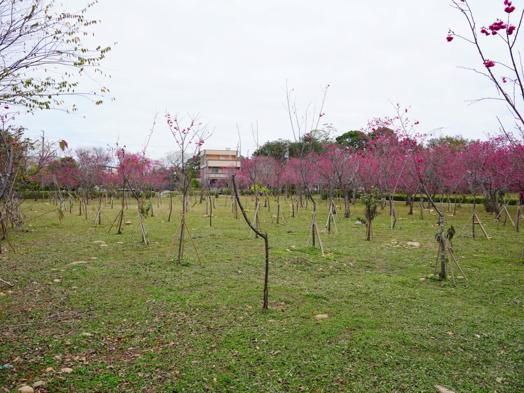 鳥銃頭櫻花公園,新社櫻花,新社櫻花,台中新社櫻花,新社賞櫻,2025新社櫻花,台中新社櫻花,新社賞櫻景點,台中賞櫻景點,協興街櫻花林,新社二苗圃櫻花,興社街軍營外櫻花,大復街櫻花林,新社大南坡櫻花,新社月湖莊園,小櫻花公園,還有新社櫻花新秘境,鳥銃頭櫻花公園,北天直轄院,新社櫻花林餐廳,新社景點,台中櫻花,新社櫻花林餐廳,台中櫻花季2024,新社景點,櫻花鳥森林,台中賞花2024,台中 賞花3月,新社櫻花季,台中景點,台中櫻花,櫻花秘境,新社櫻花